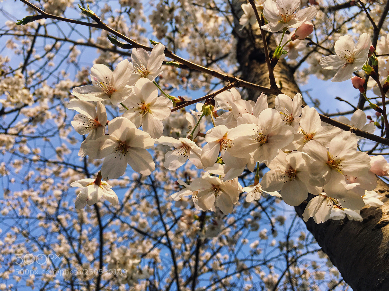 Apple iPhone 6s Plus sample photo. Sakura 3 photography