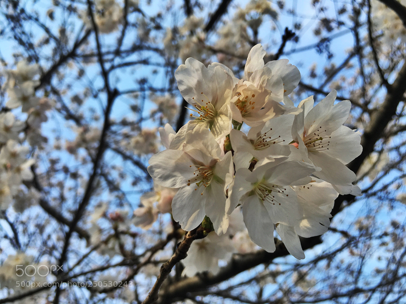 Apple iPhone 6s Plus sample photo. Sakura 4 photography