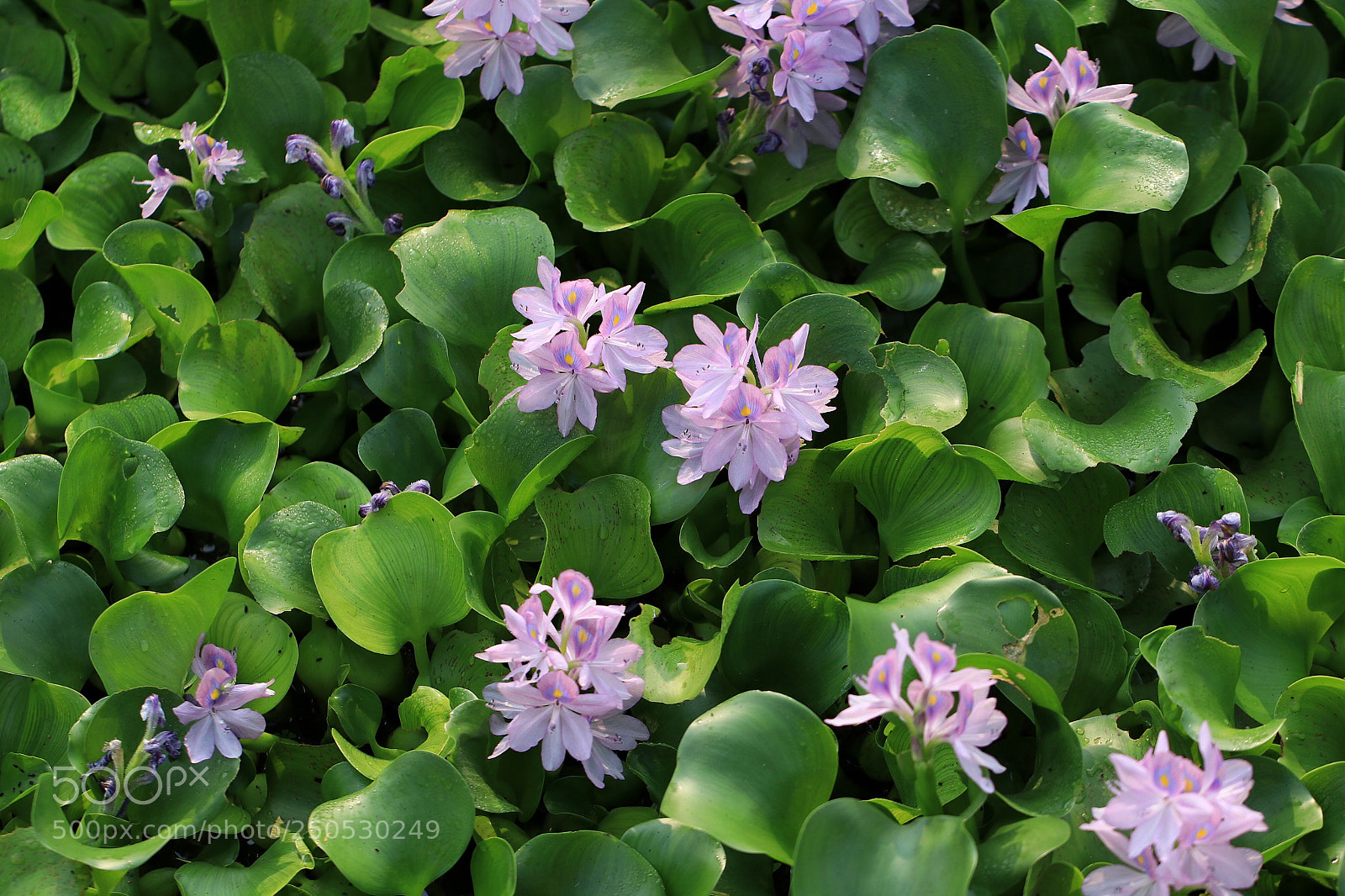Canon EOS 80D sample photo. Purple green photography