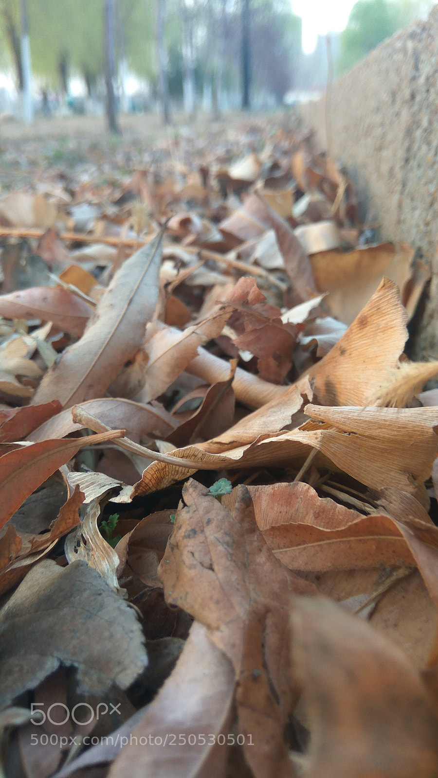 Xiaomi Redmi Note3 sample photo. Untitled photography