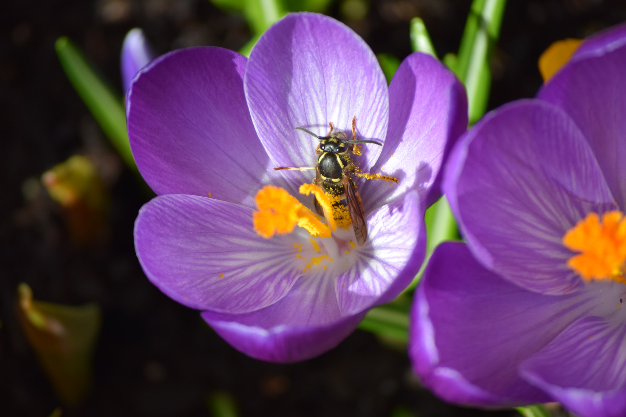Nikon D5300 sample photo. Dsc photography