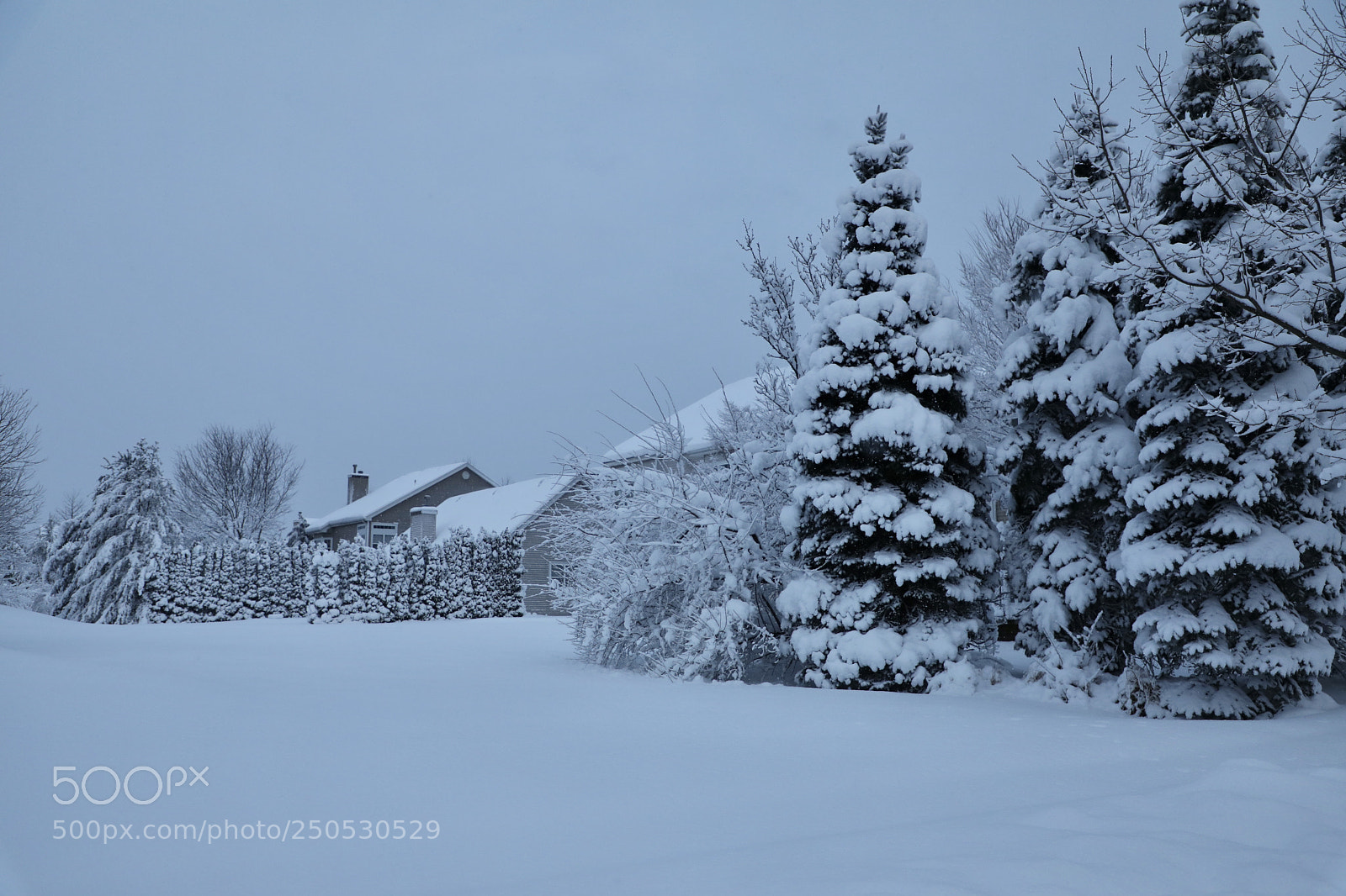 Canon EOS 5D Mark IV sample photo. Snowfall on long island photography