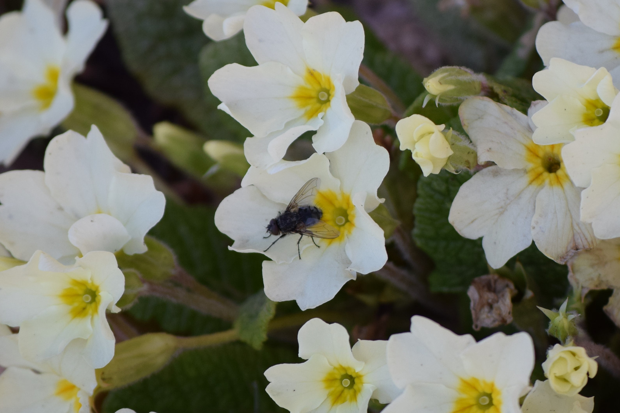 Nikon D5300 sample photo. () photography
