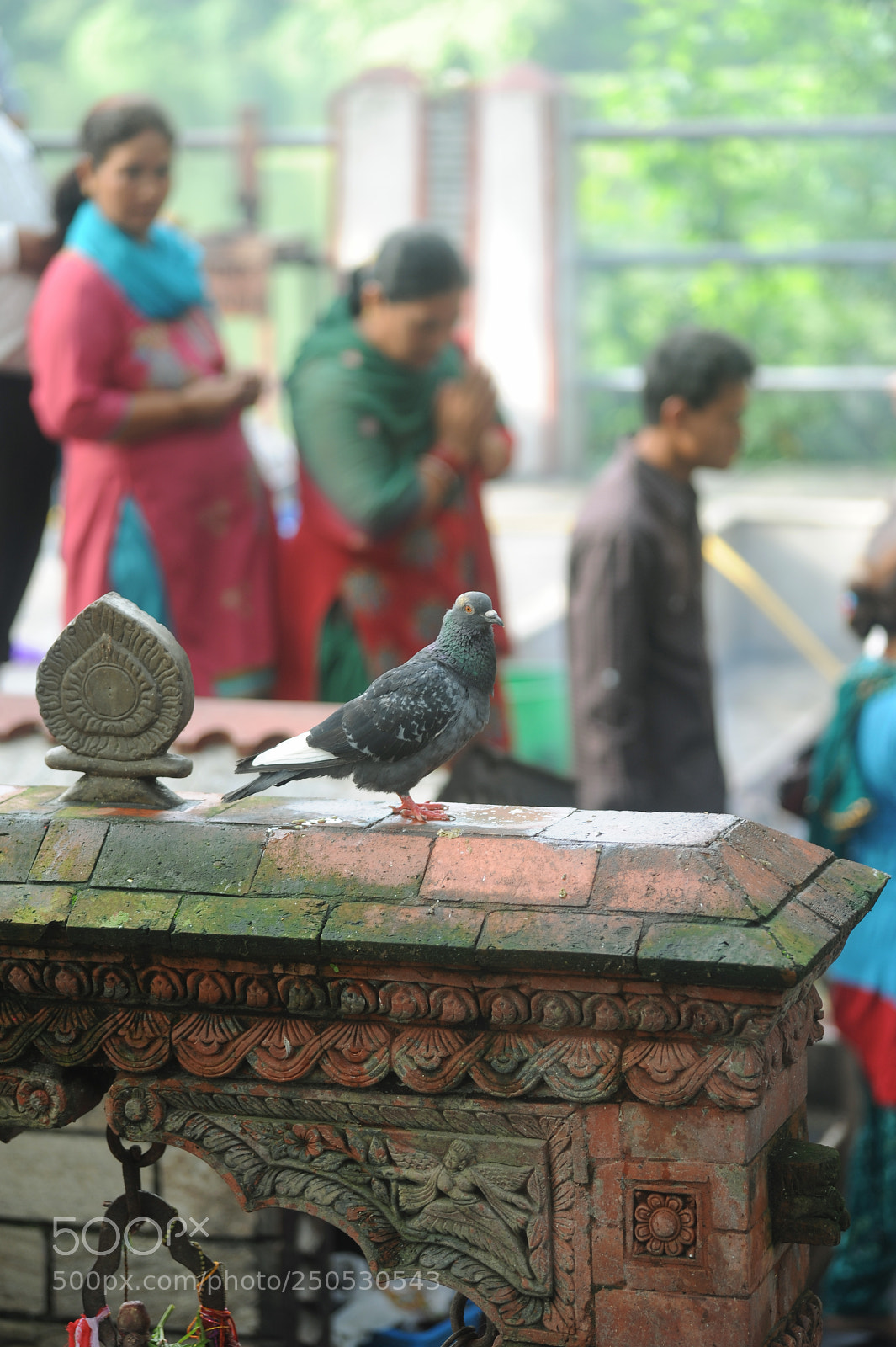 Nikon D700 sample photo. Dove_1 photography