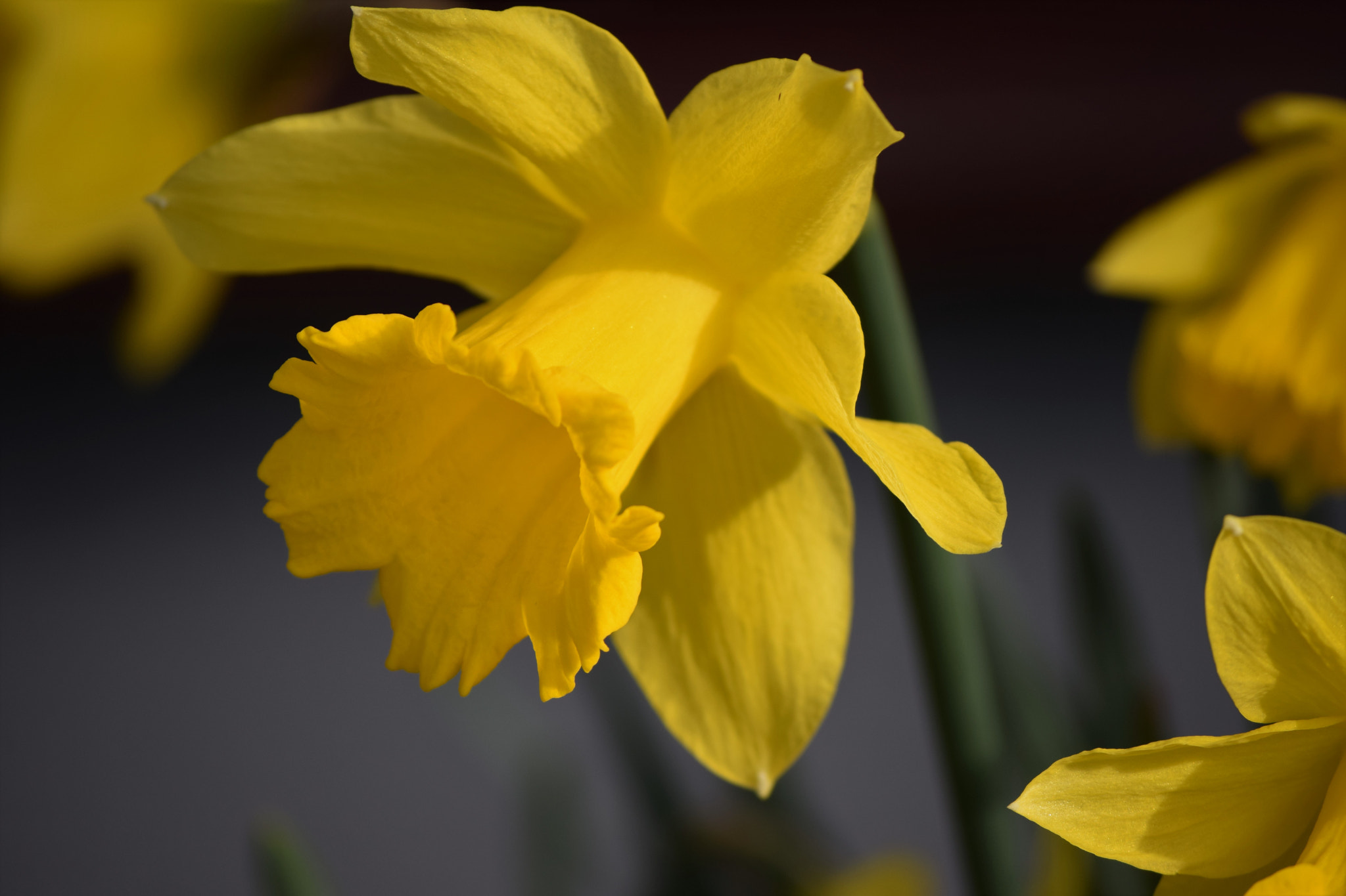 Nikon D5300 sample photo. () photography