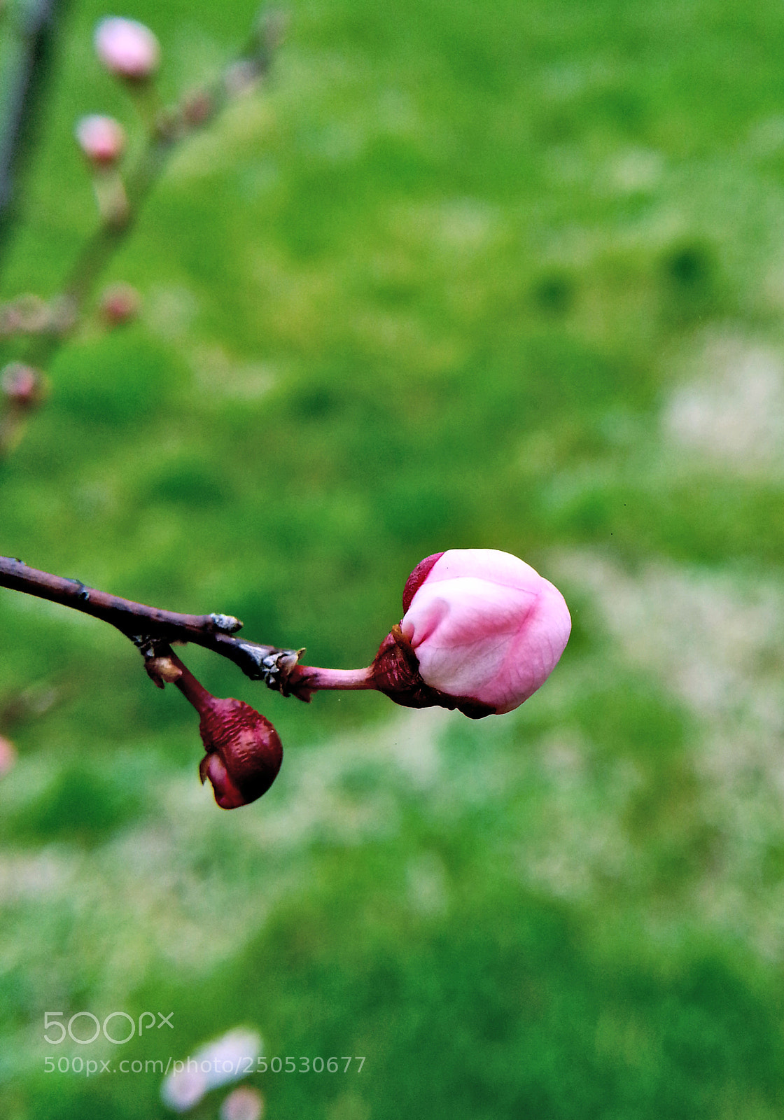Samsung Galaxy Note2 sample photo. Spring photography