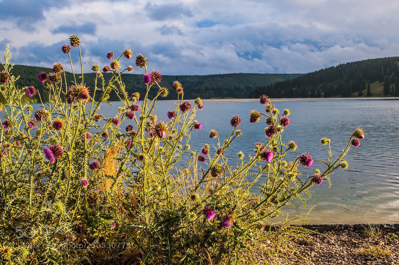 Nikon D700 sample photo. Саранинский пруд photography