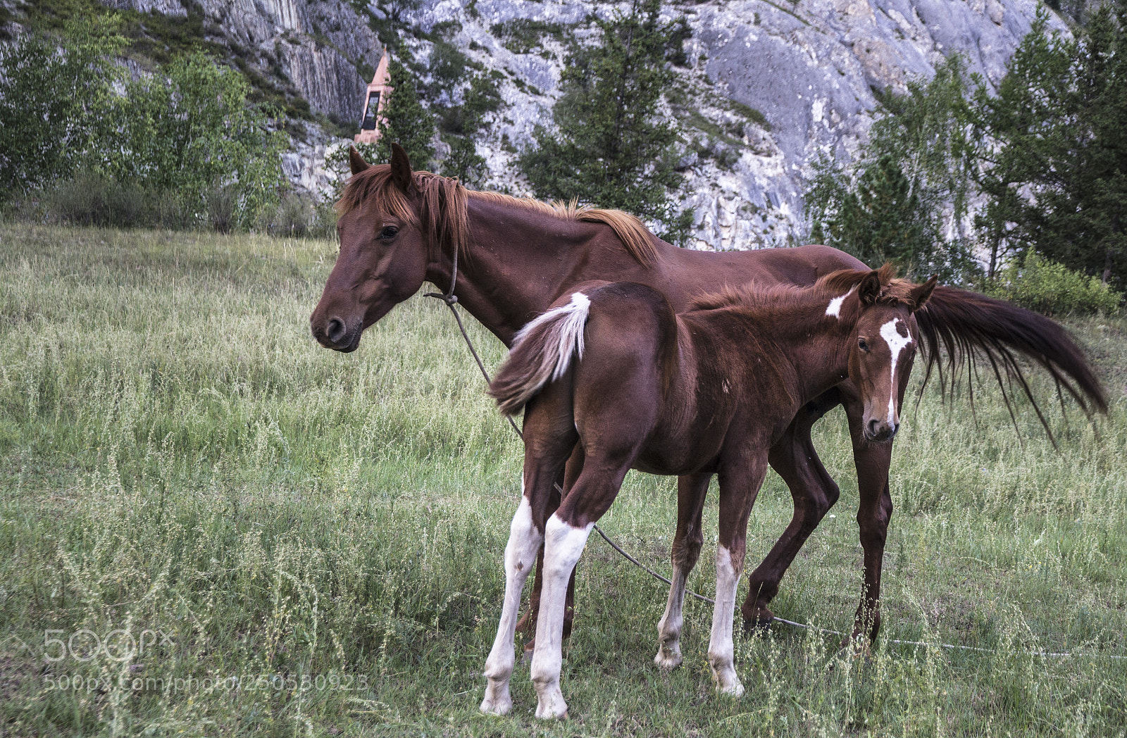 Canon EOS 60D sample photo. Two horses photography