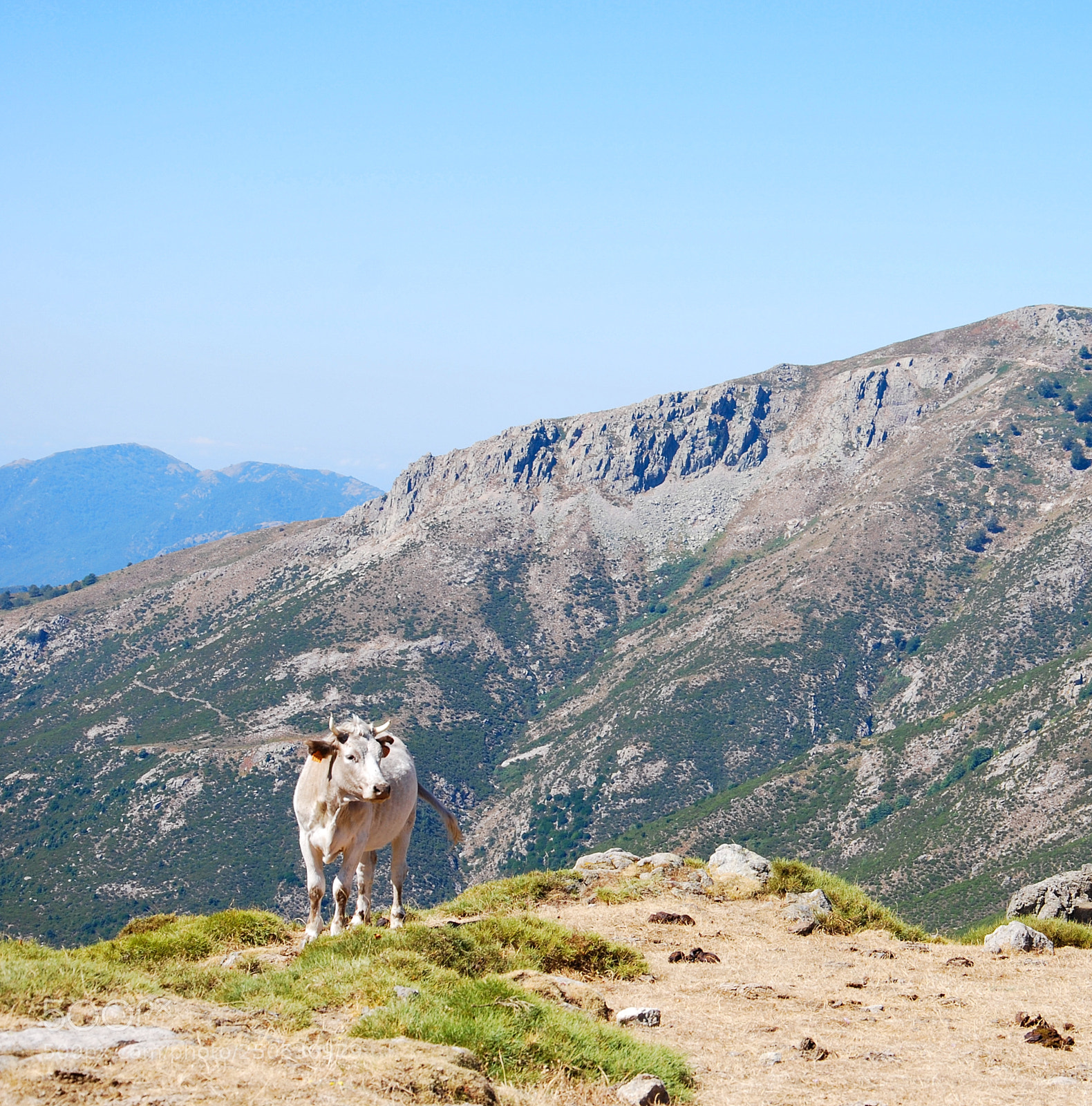 Nikon D40X sample photo. Cow photography