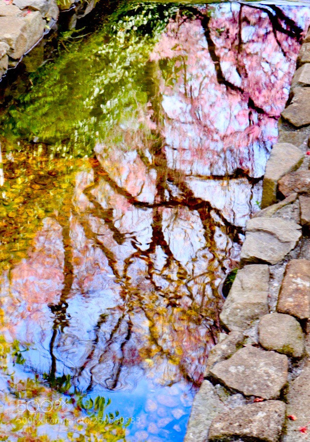 Canon EOS M5 sample photo. Weeping cherry tree photography