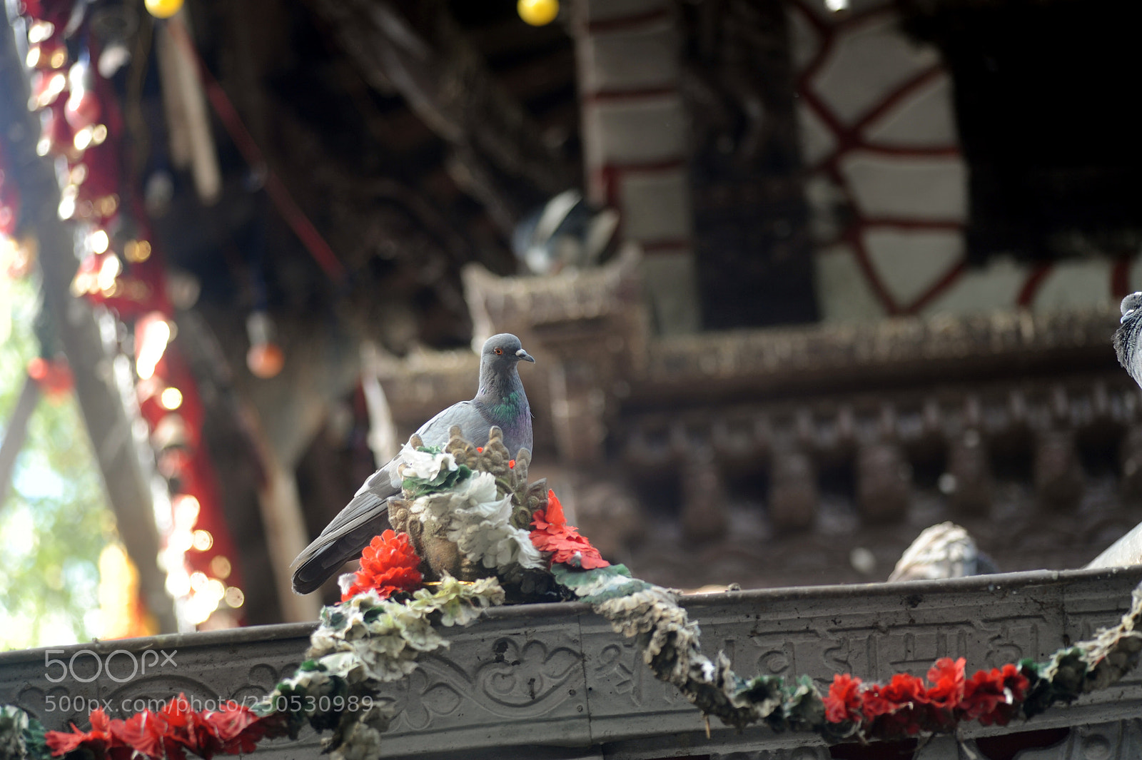 Nikon D700 sample photo. Dove_2 photography