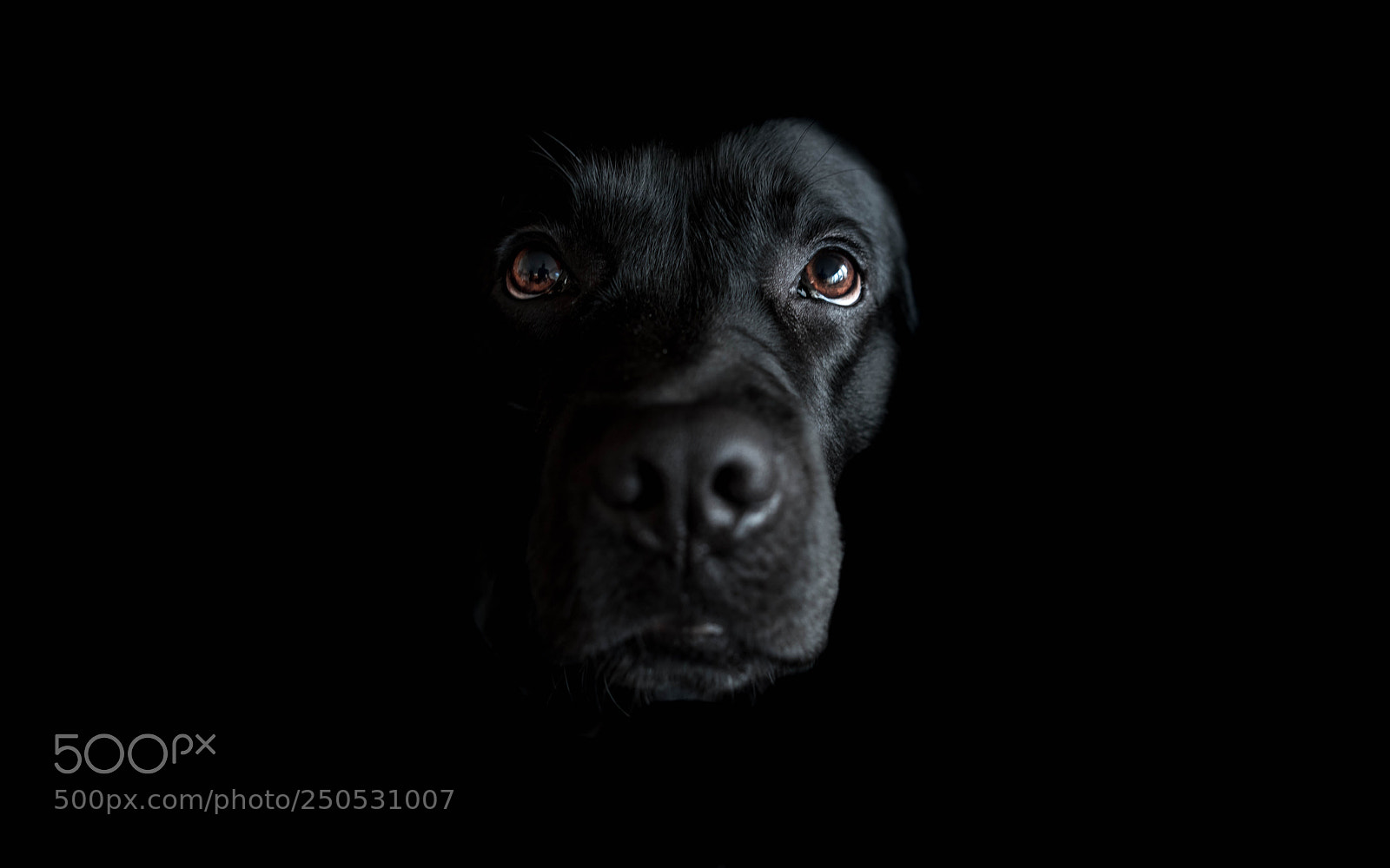 Sony a7R III sample photo. Pies photography