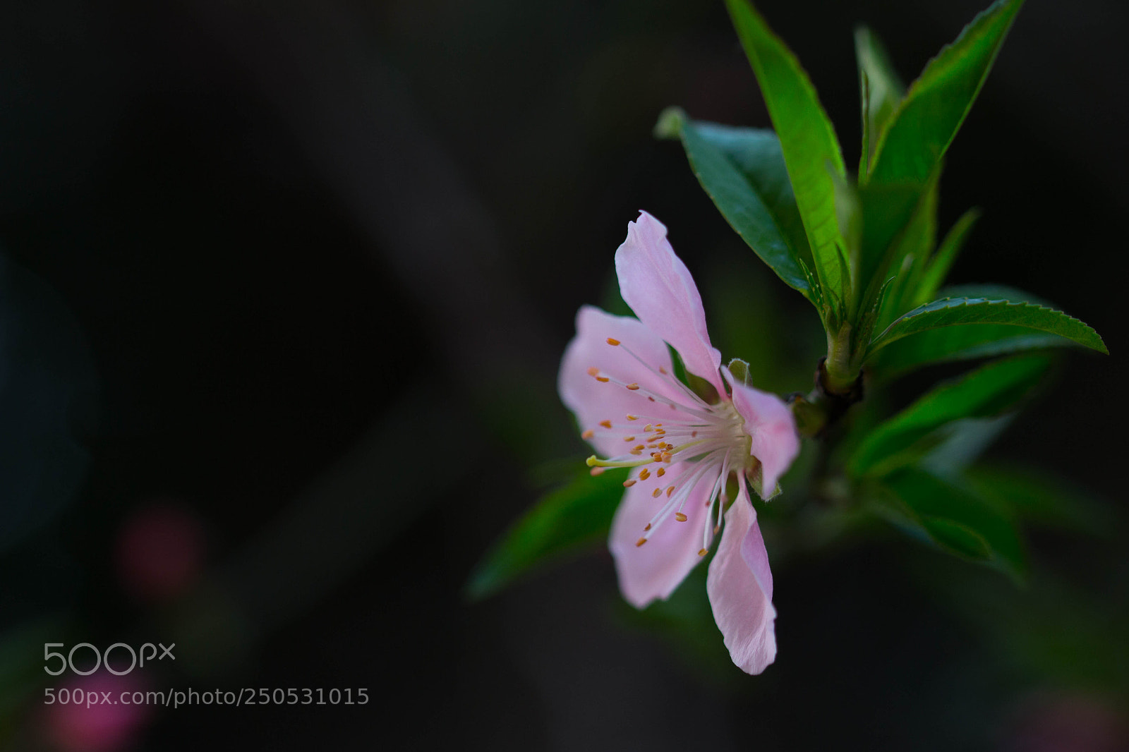 Canon EOS 700D (EOS Rebel T5i / EOS Kiss X7i) sample photo. Peach flower photography