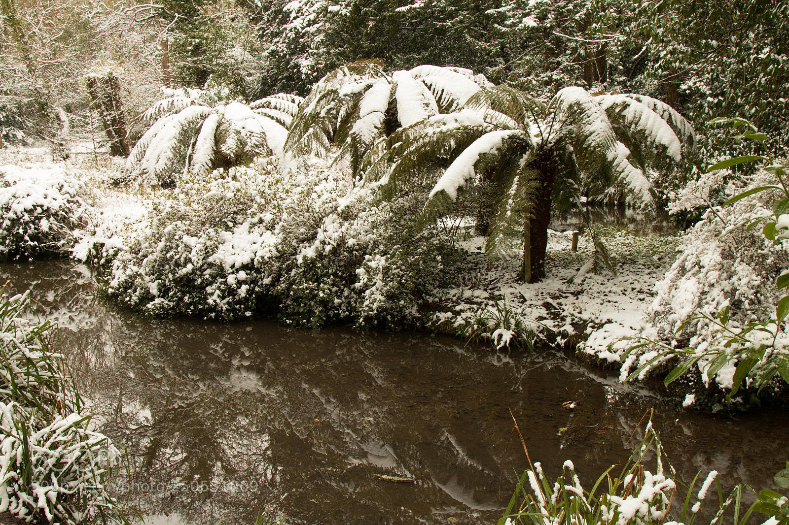 Canon EOS 70D sample photo. Holly hill tree ferns photography