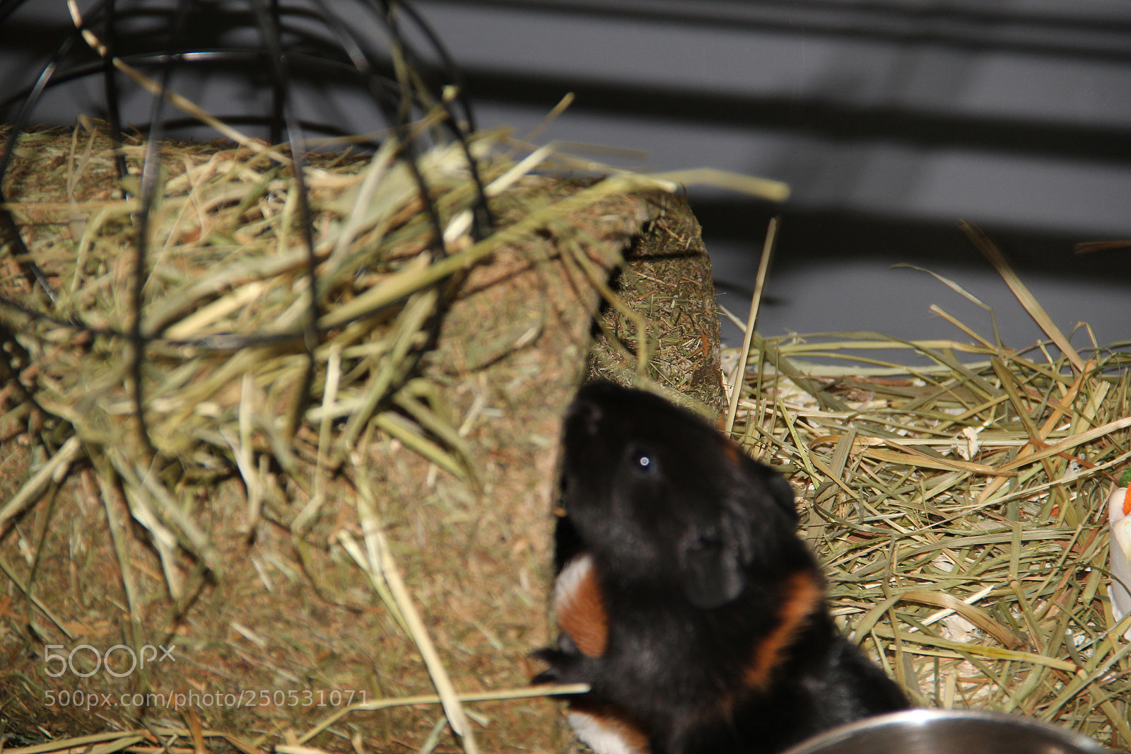 Canon EF-S 18-135mm F3.5-5.6 IS sample photo. Pet 11 photography