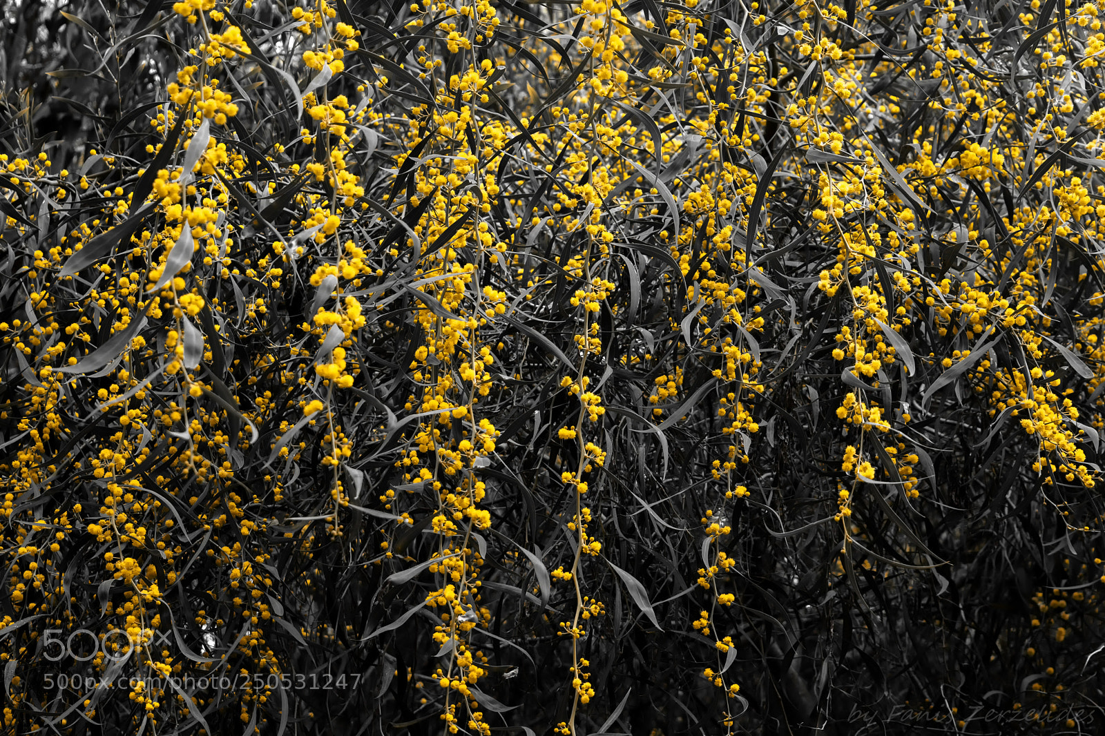 Nikon D5200 sample photo. Yellow pop up photography
