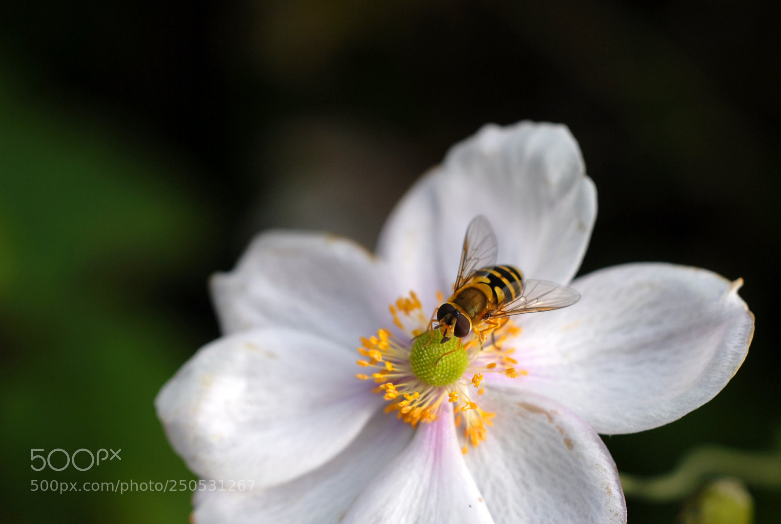 Nikon D200 sample photo. Late wasp photography