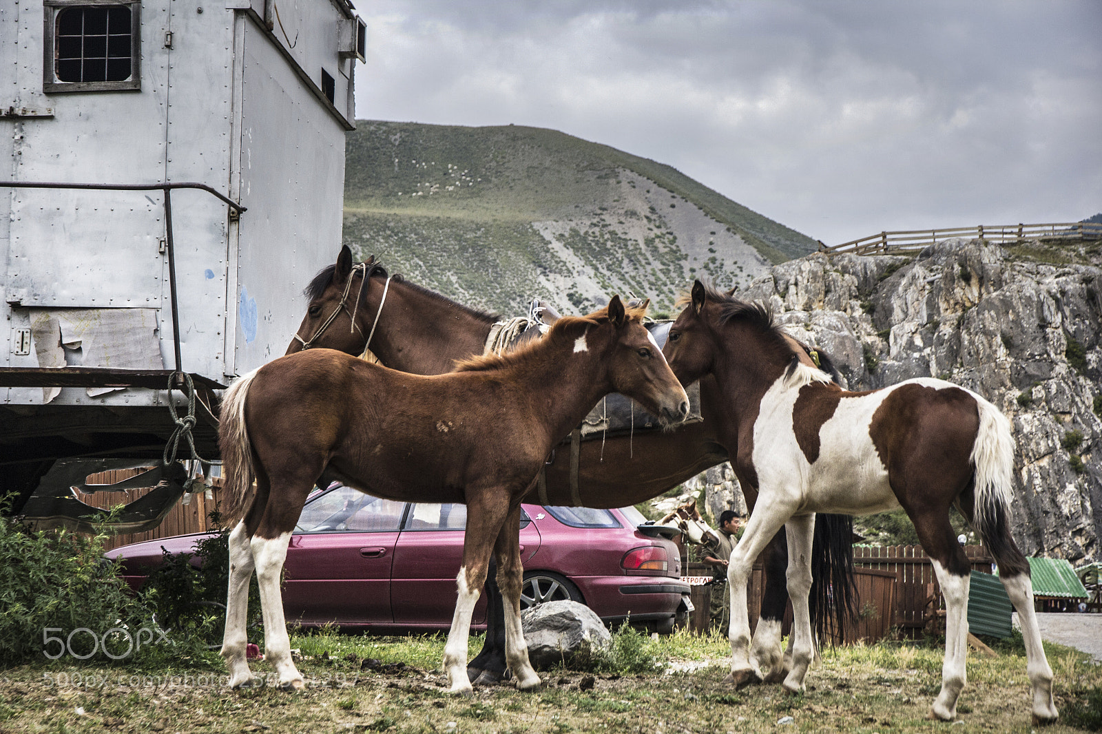 Canon EOS 60D sample photo. Horses photography