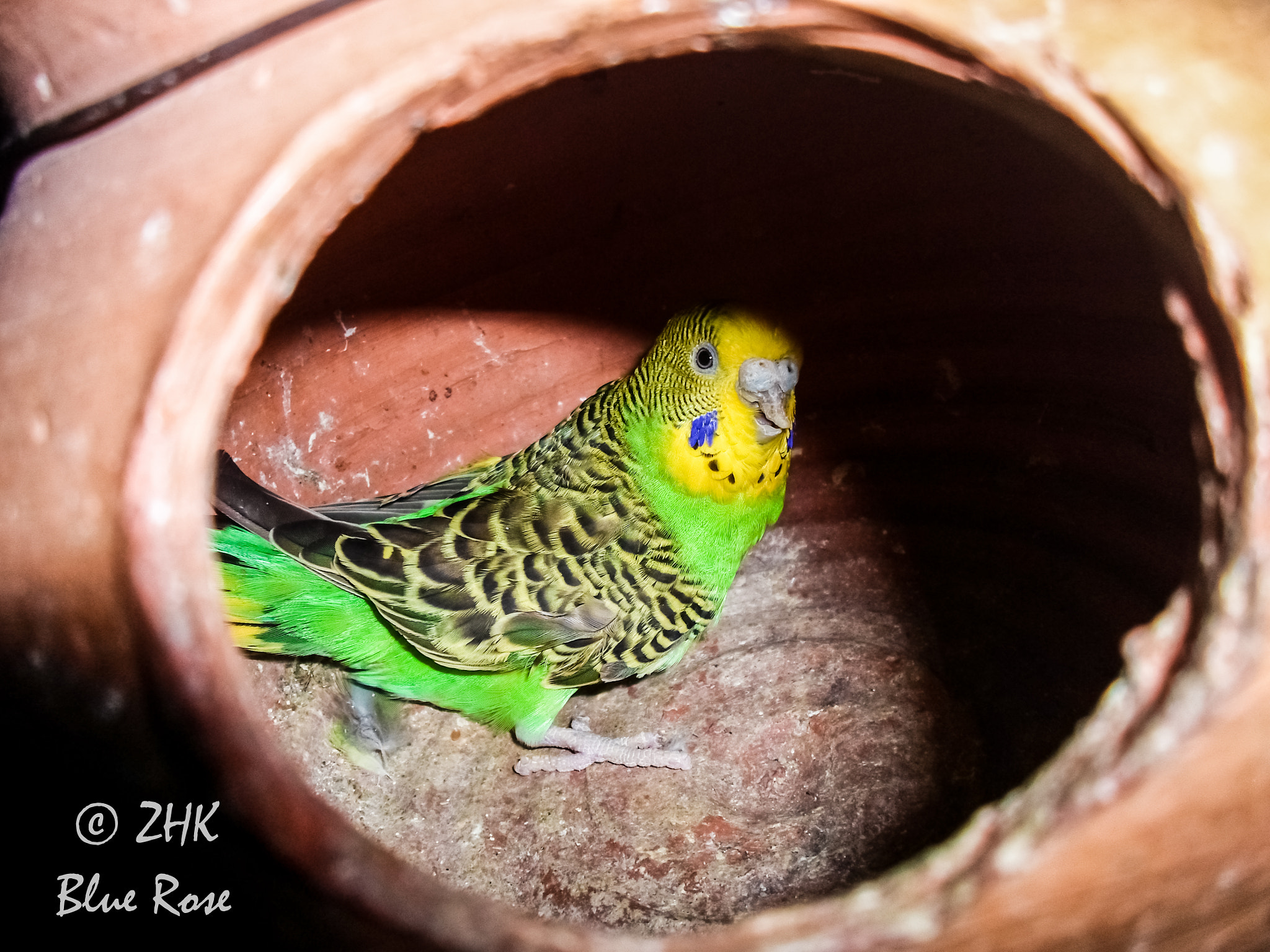Samsung ST66 / ST68 sample photo. Parakeet photography