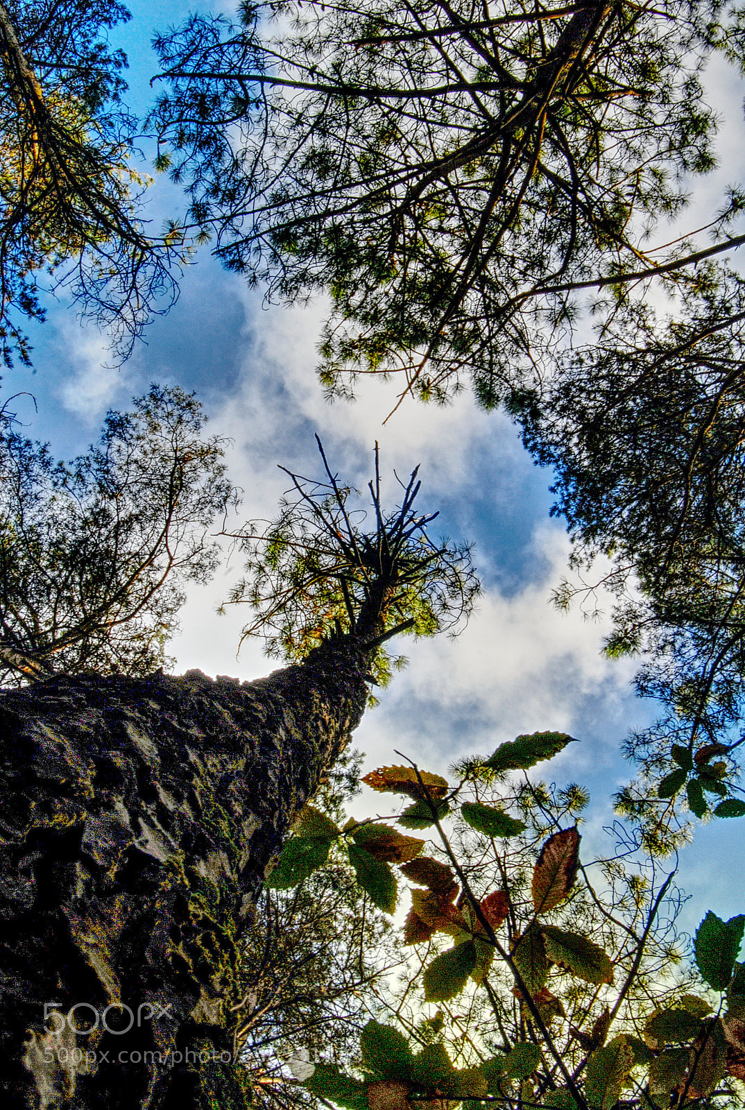 Nikon D200 sample photo. Higher and higer photography