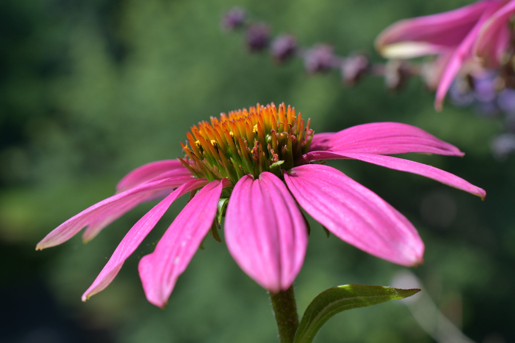 Nikon D500 + Nikon AF-S DX Micro Nikkor 40mm F2.8 sample photo. Echinacea purpurea photography