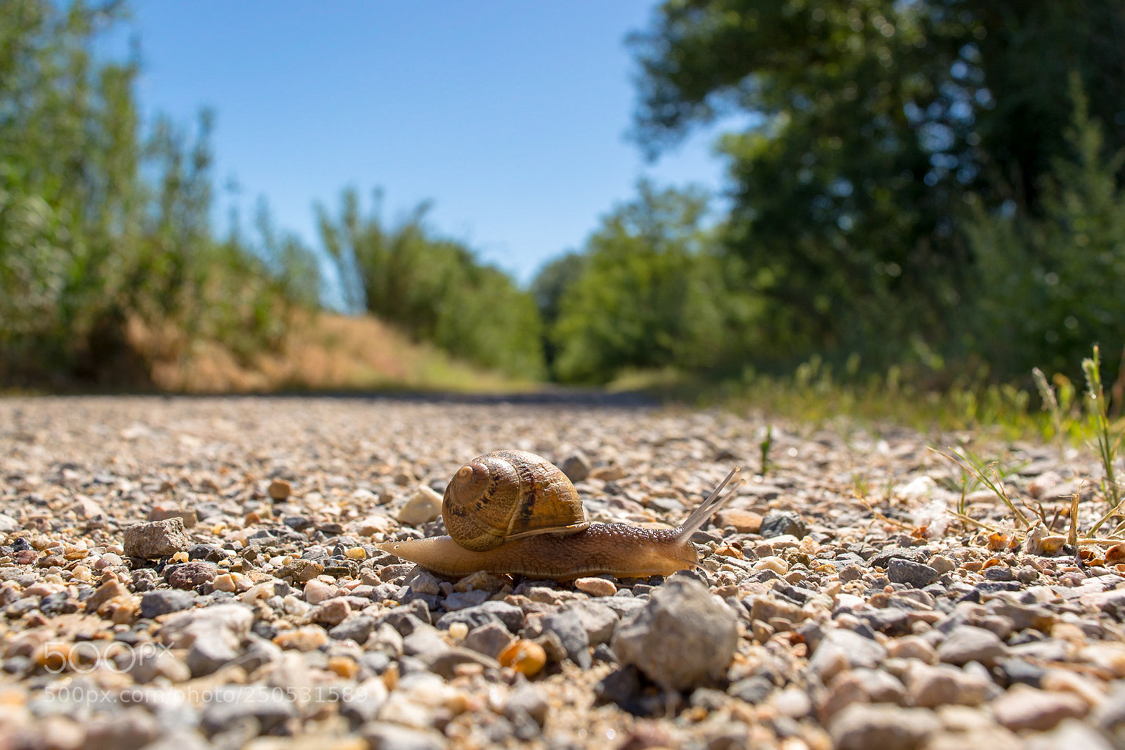 Nikon D5200 sample photo. Cargol treu banya photography