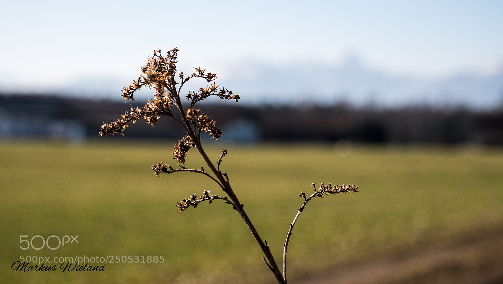Panasonic Lumix DC-G9 sample photo. Pflanze am feldrand photography