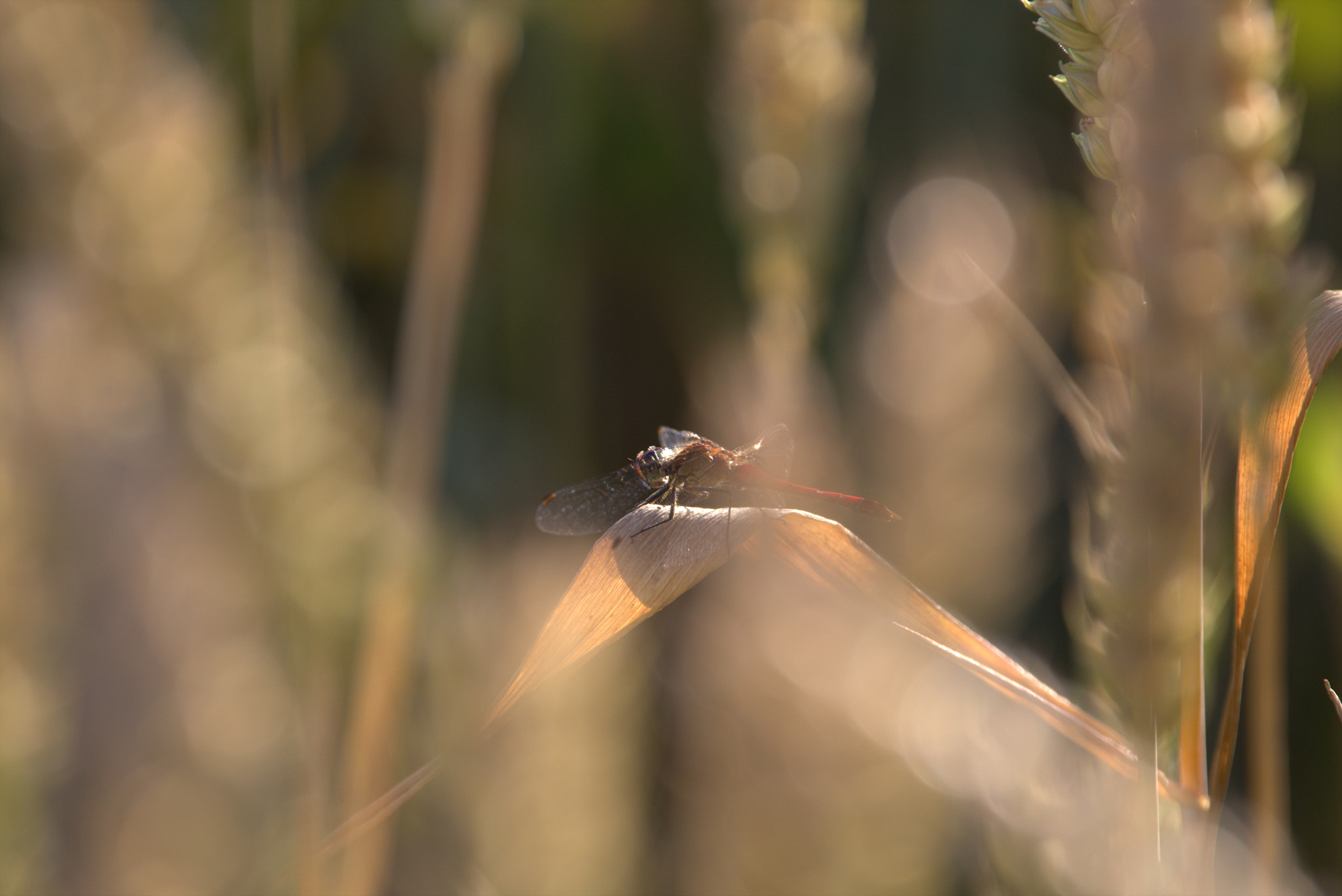 Sigma 150-600mm F5-6.3 DG OS HSM | C sample photo. Dragonfly in the late sunset photography