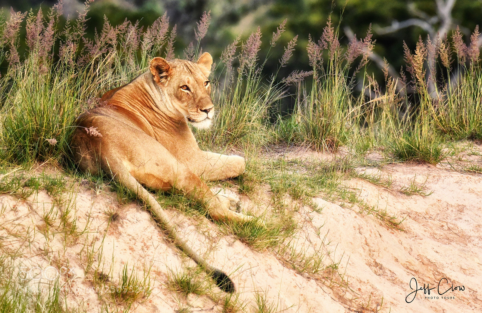 Nikon D500 sample photo. Wild lioness at rest photography