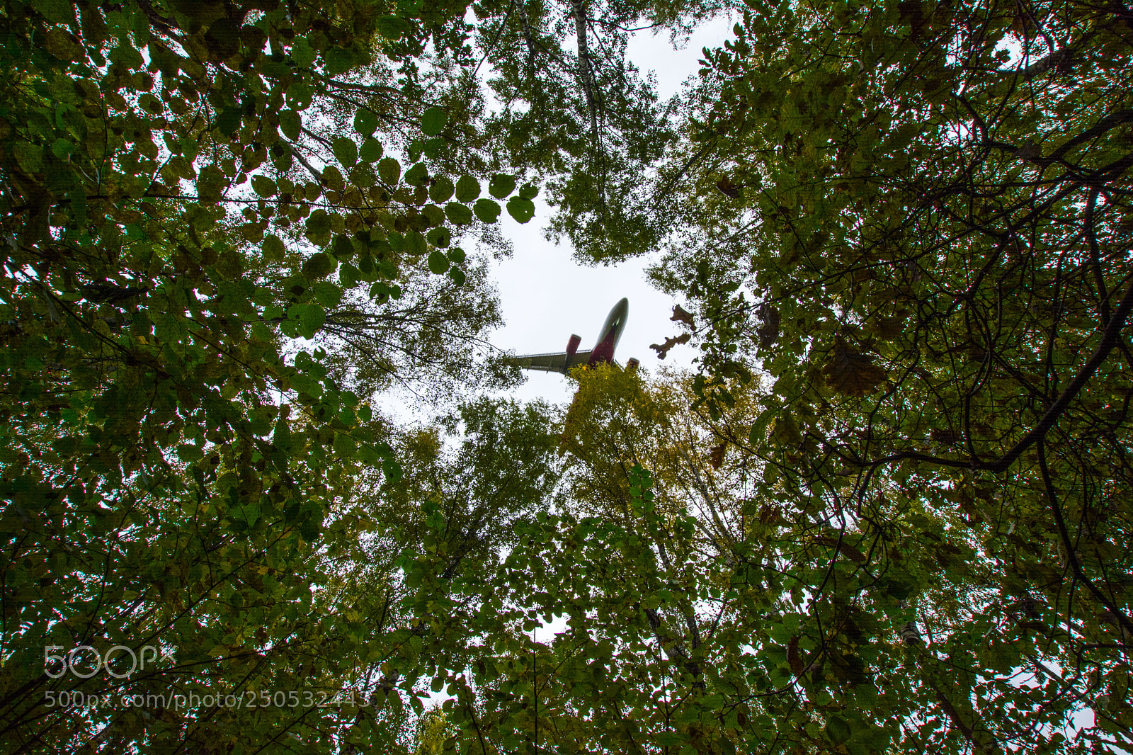 Nikon D5200 sample photo. Somewhere in russian forest... photography