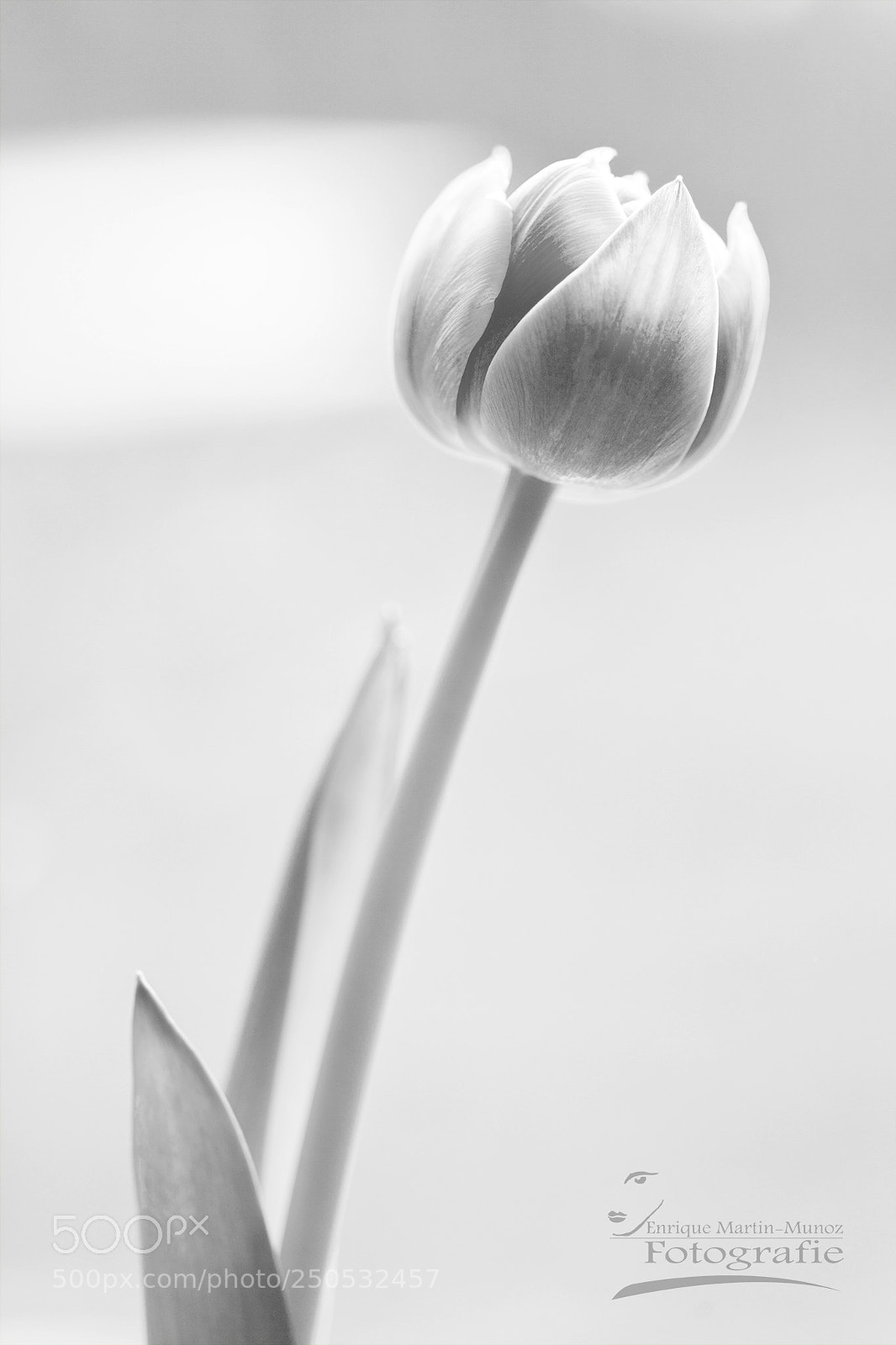 Canon EOS 5D Mark II sample photo. Tulip photography