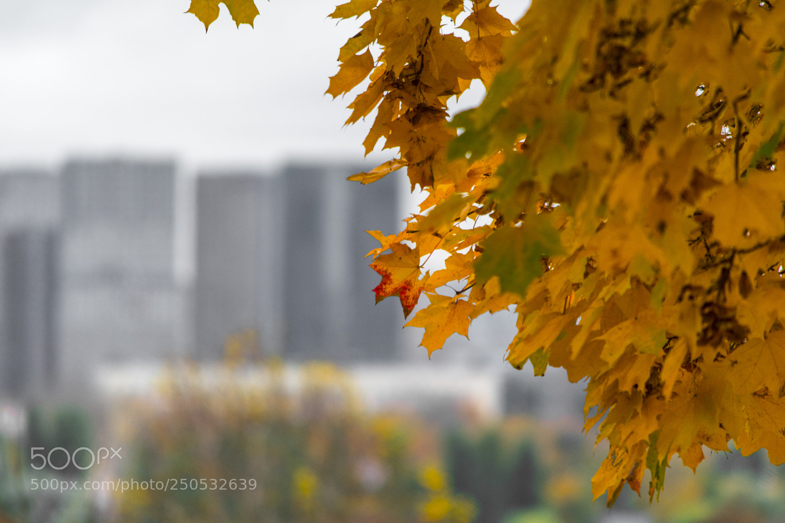 Nikon D5200 sample photo. Leaves & city photography