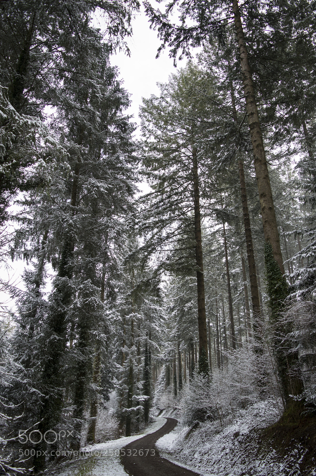 Nikon D3200 sample photo. Winter wonderland. photography