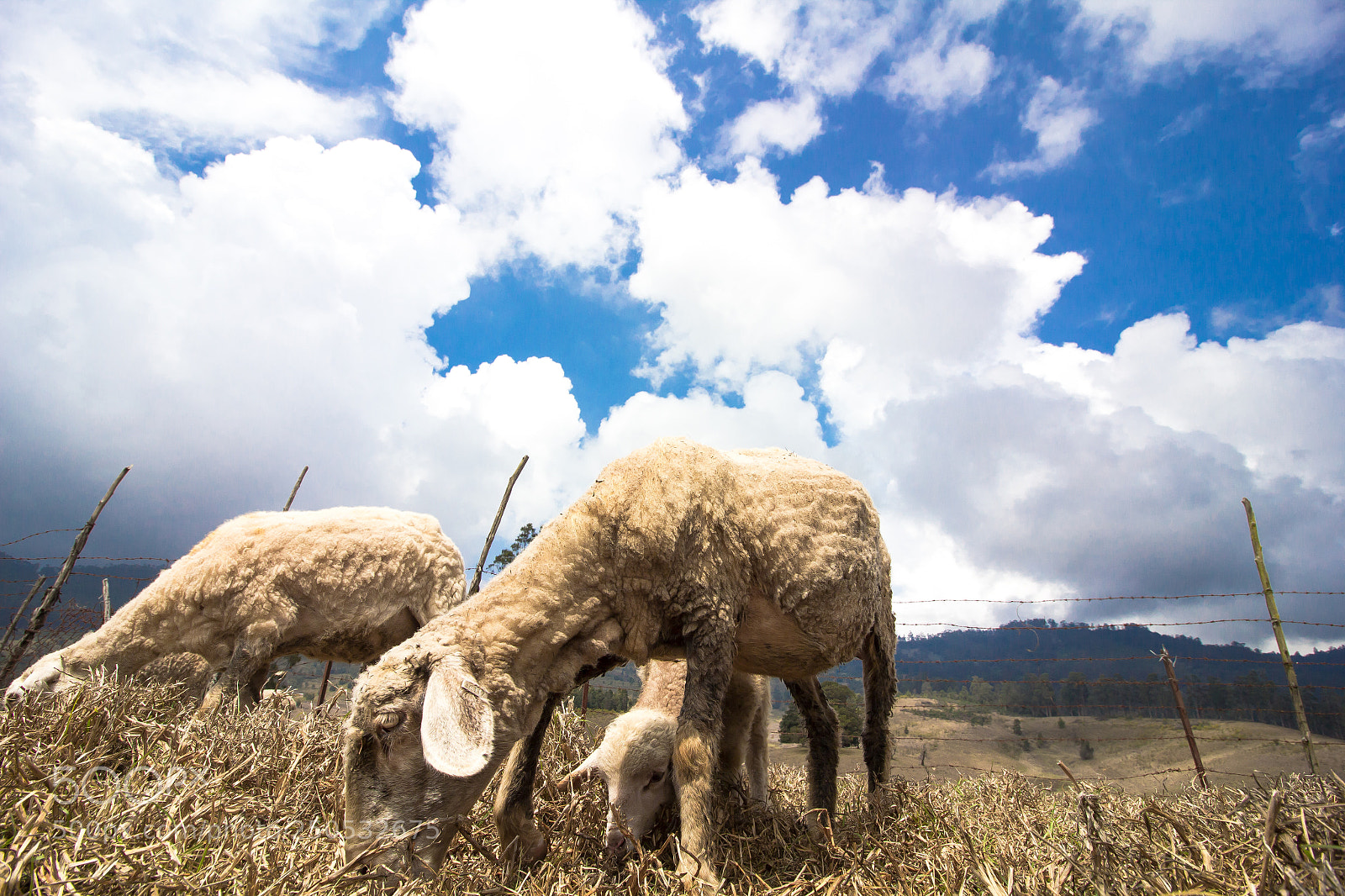 Canon EOS 550D (EOS Rebel T2i / EOS Kiss X4) sample photo. Sheep farm kodaikanal photography