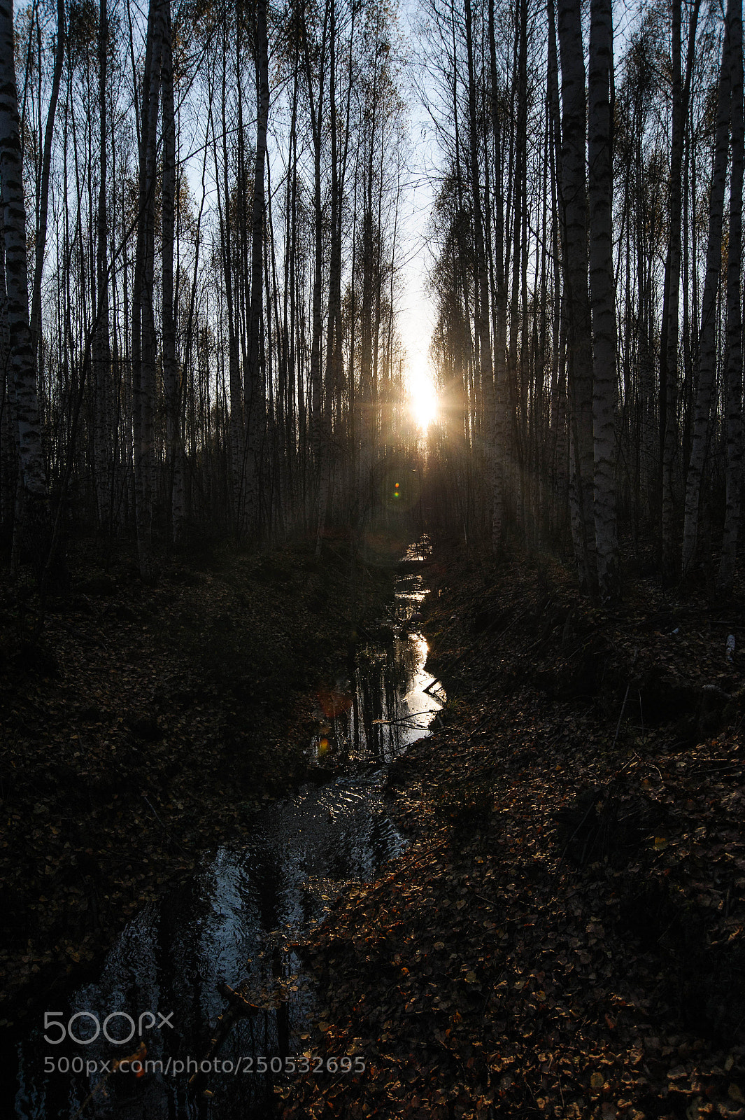 Nikon D700 sample photo. На Пальтинском болоте photography