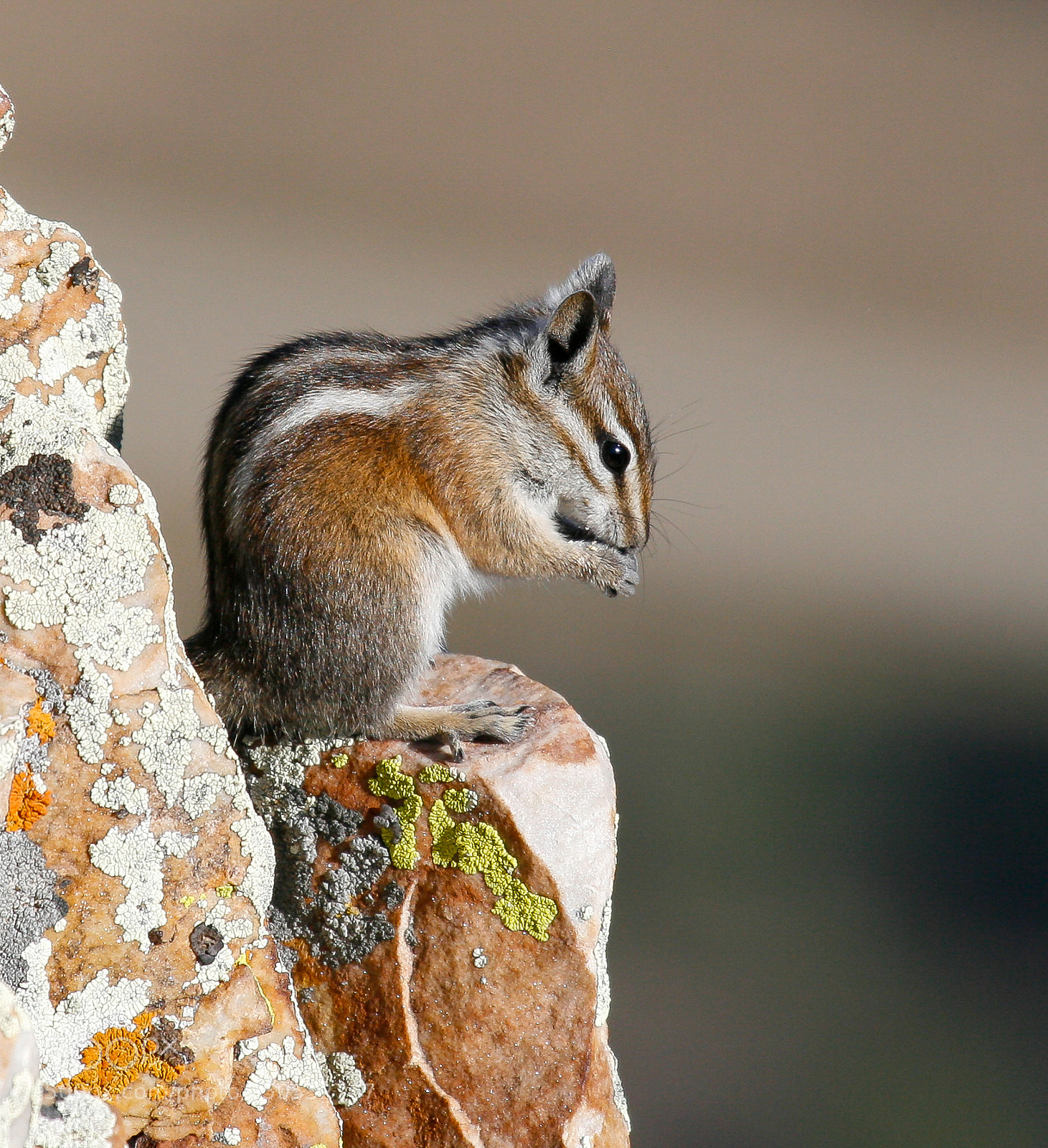 Canon EOS 400D (EOS Digital Rebel XTi / EOS Kiss Digital X) sample photo. Chipmunk photography