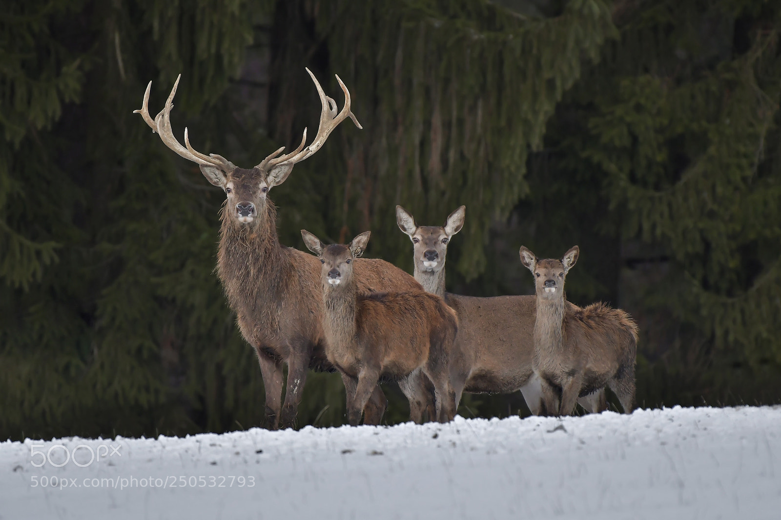 Nikon D500 sample photo. Red deer photography