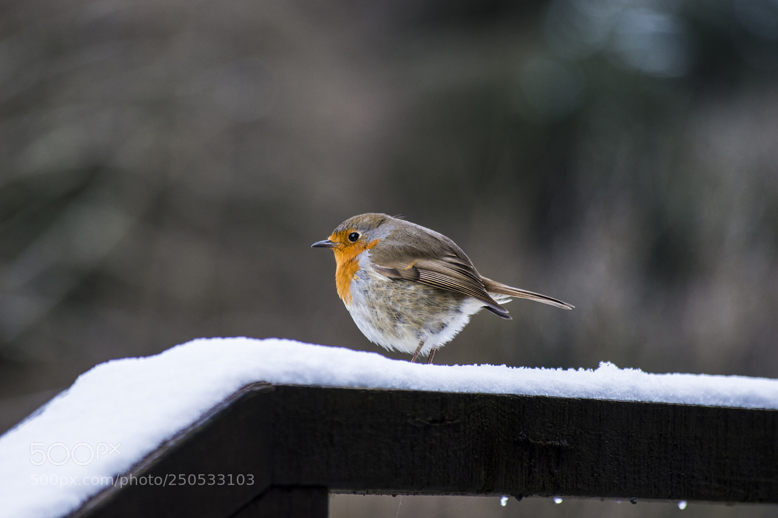 Nikon D3200 sample photo. Winter robin. photography