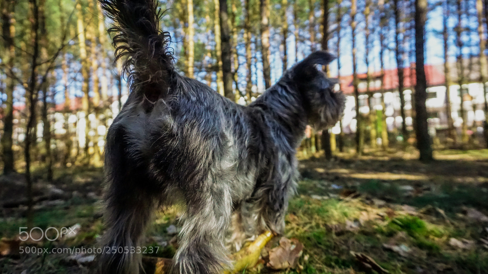 Sony a6000 sample photo. Dog's ass photography
