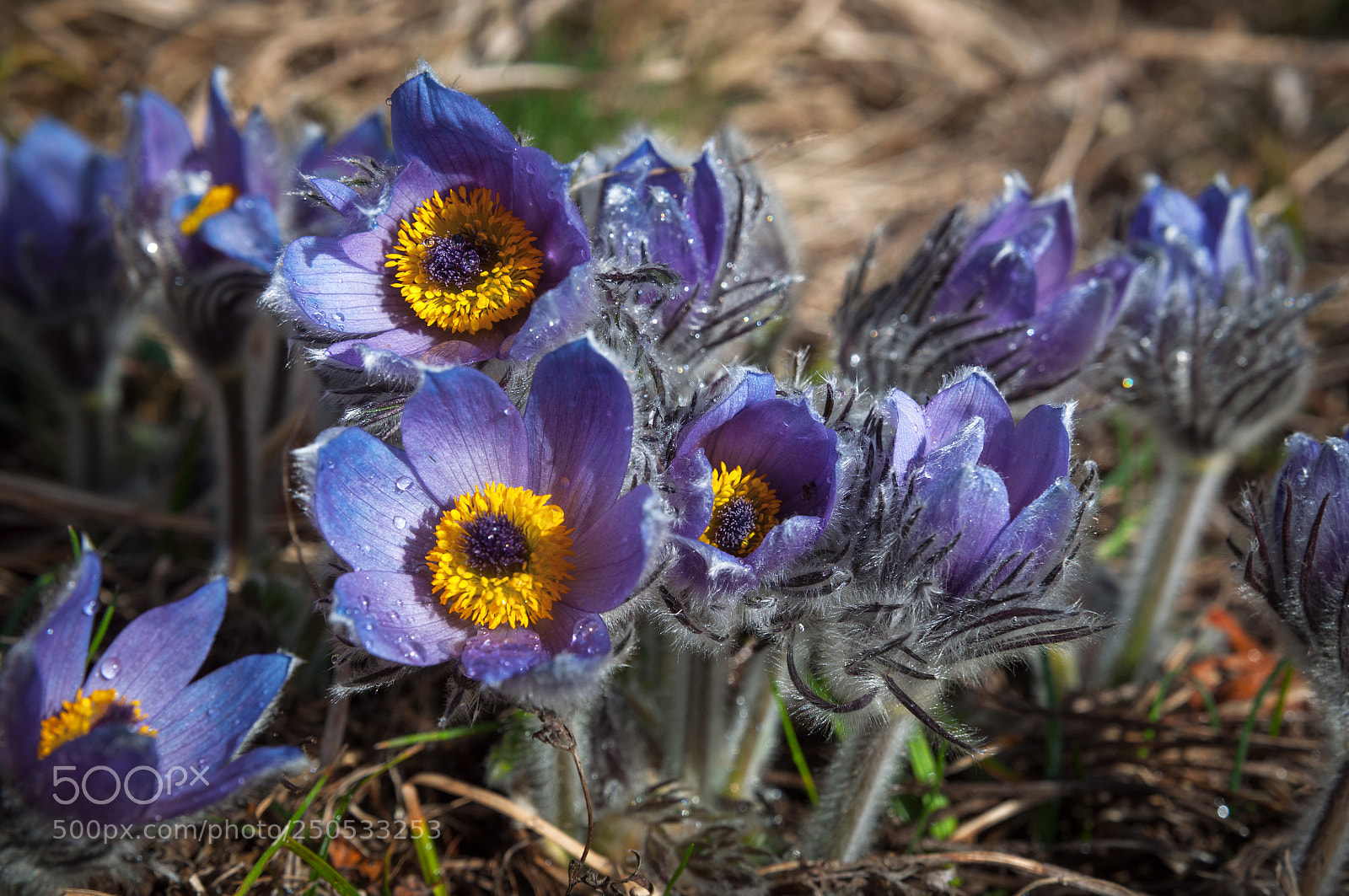 Nikon D5000 sample photo. Pasque-flowers photography