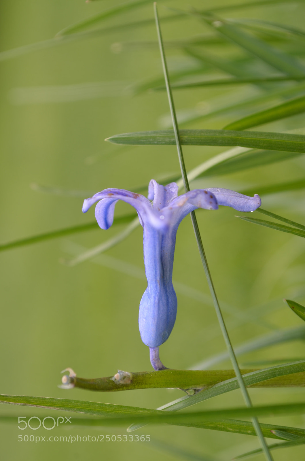 Nikon D5100 sample photo. Springful beauty photography