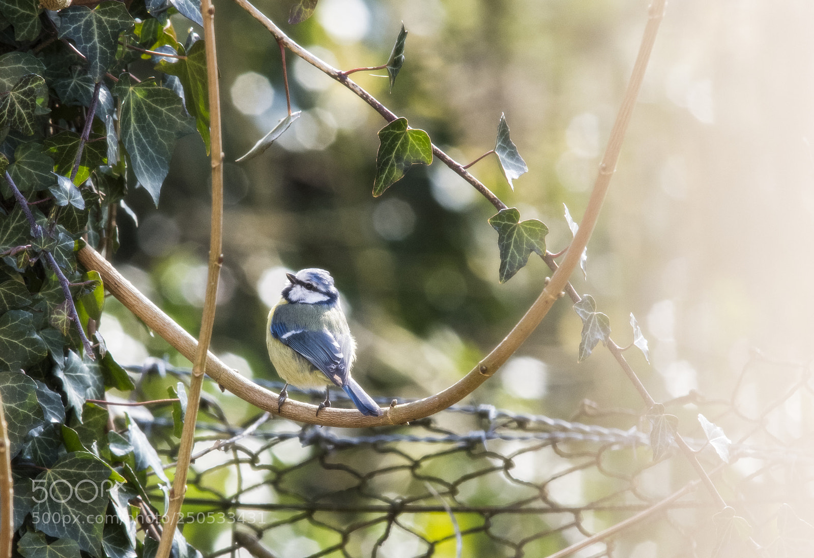 Pentax K-1 sample photo. Mésange bleue photography