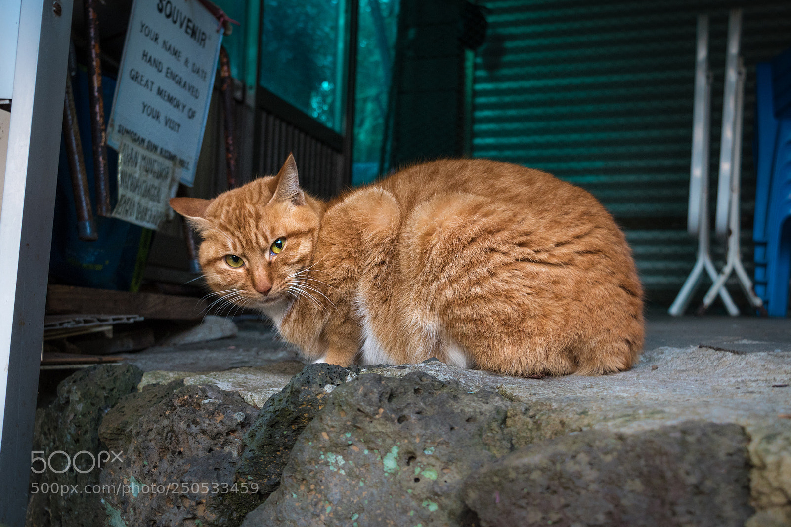Nikon D5500 sample photo. A cat photography