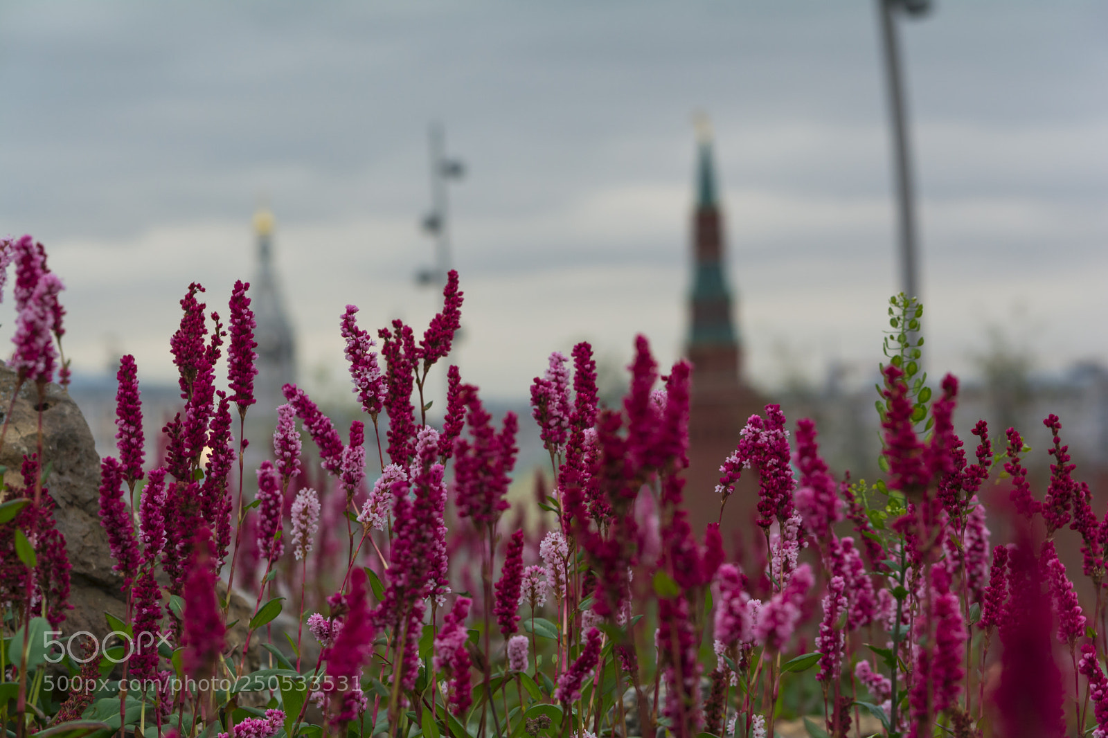Nikon D5200 sample photo. Piece of karelia in photography