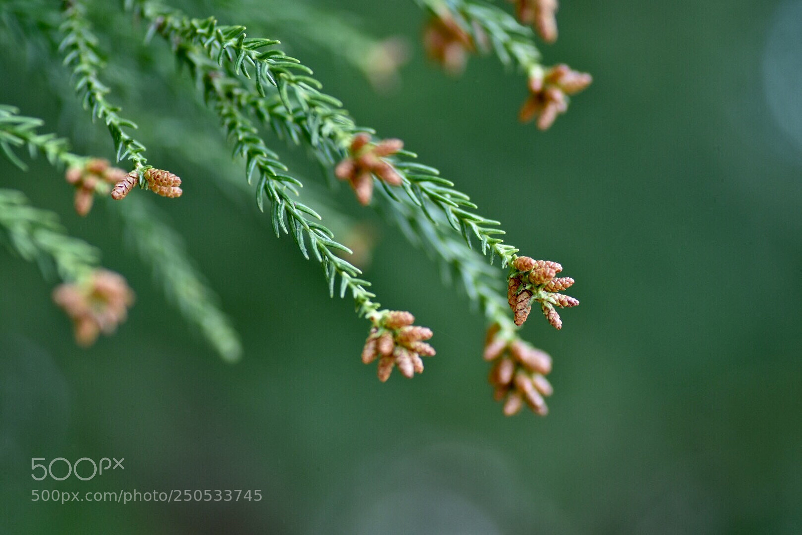 Nikon D7200 sample photo. A flower of pine photography