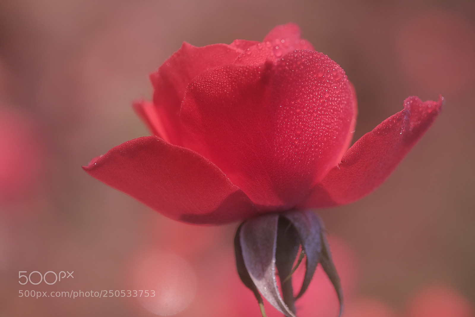 Fujifilm X-Pro2 sample photo. Rose addict photography