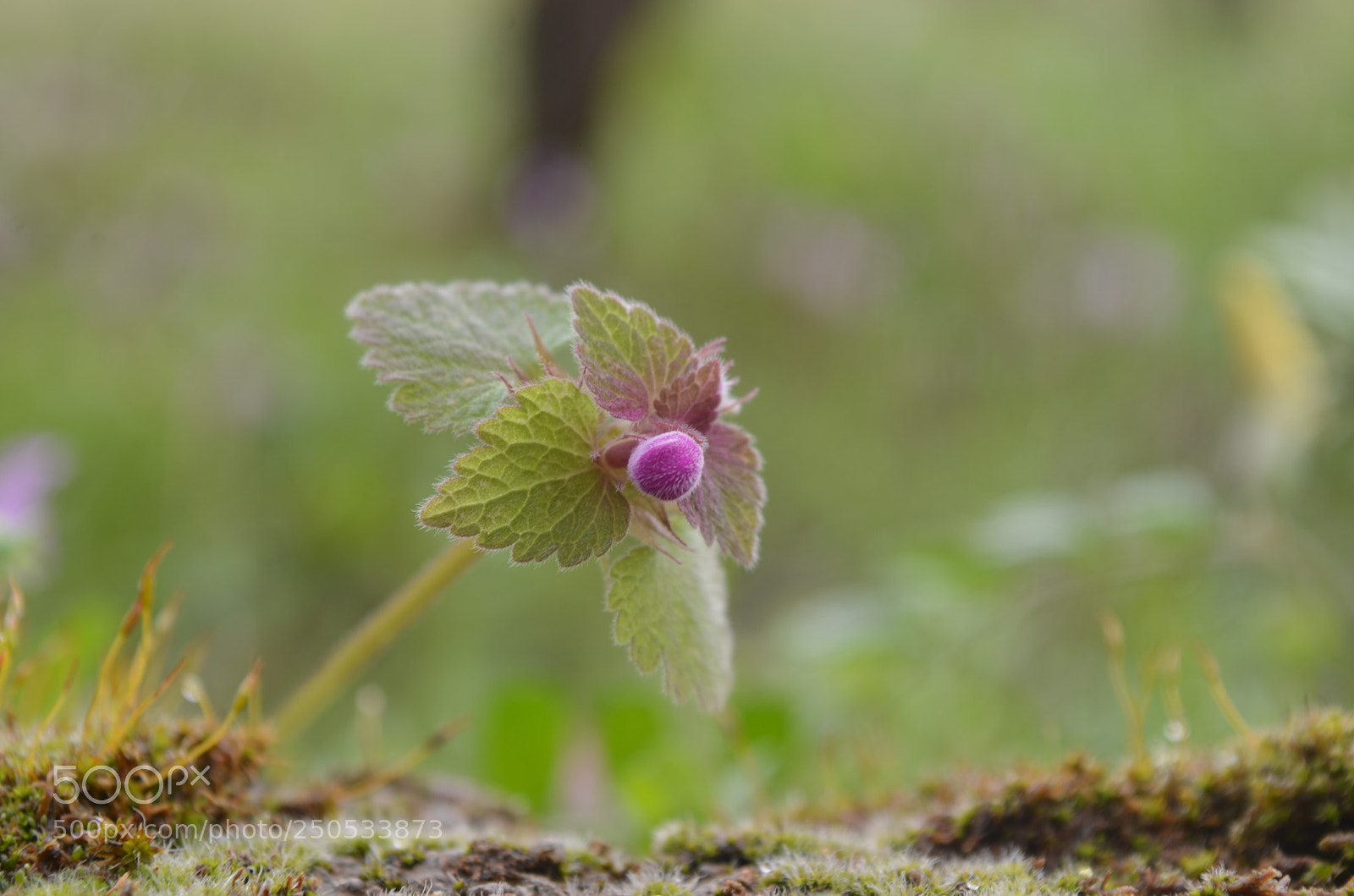 Nikon D5100 sample photo. Wild & tender photography