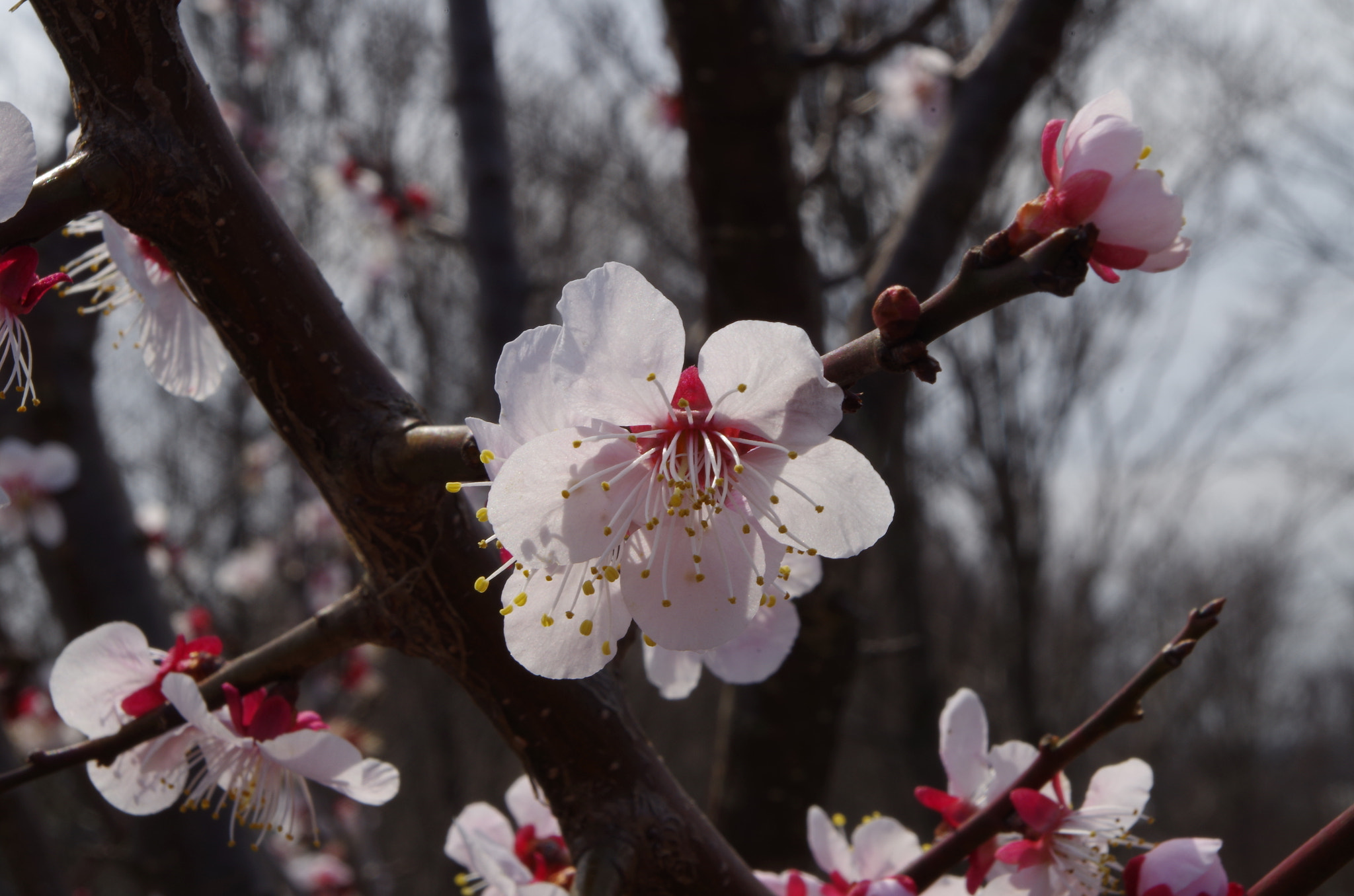 Pentax K-30 sample photo. Nobility photography