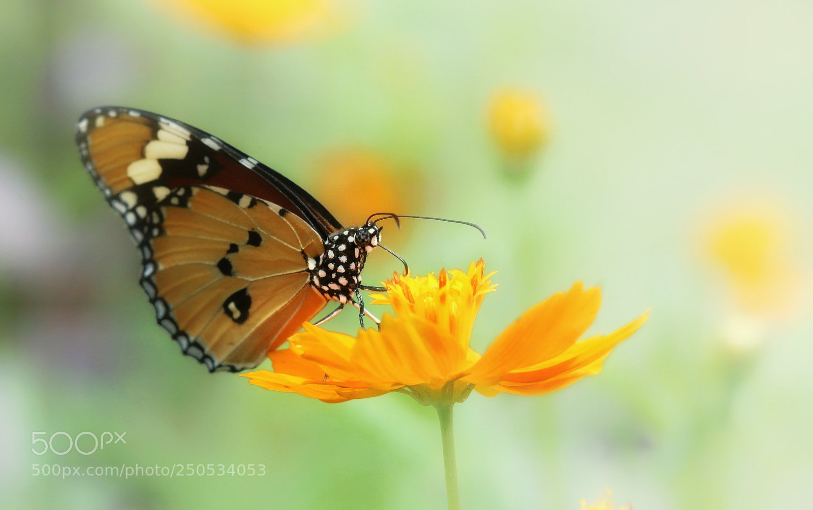 Canon EOS 70D sample photo. Brown butterfly photography
