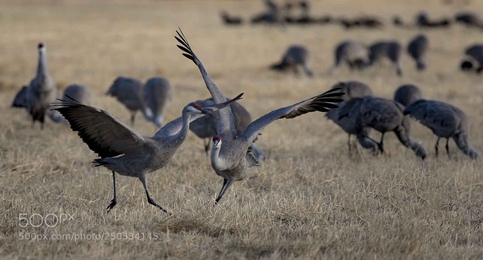 Canon EOS 5D Mark IV sample photo. Dance of the cranes photography